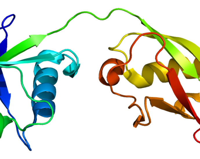 Human IFN-Alpha 4a (Alpha M1) Protein | PBL Assay Science